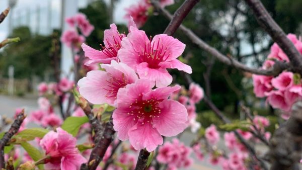 🌸春です🍒